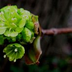 Wunderschön die kleinen Baumblüten....