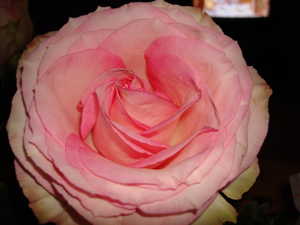 wunderschön in rosa