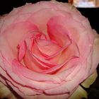 wunderschön in rosa