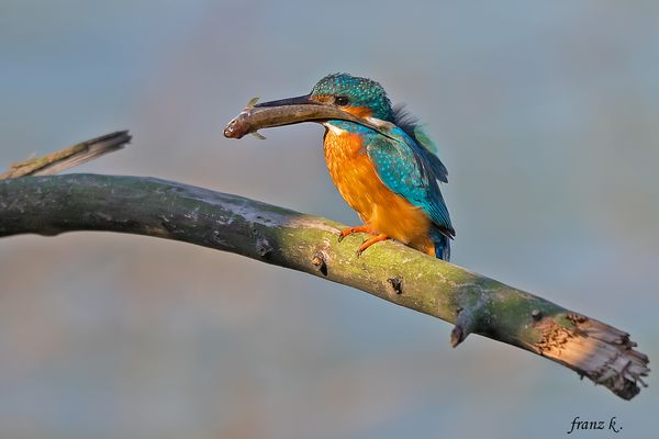         Wunderschön ist das Mädel