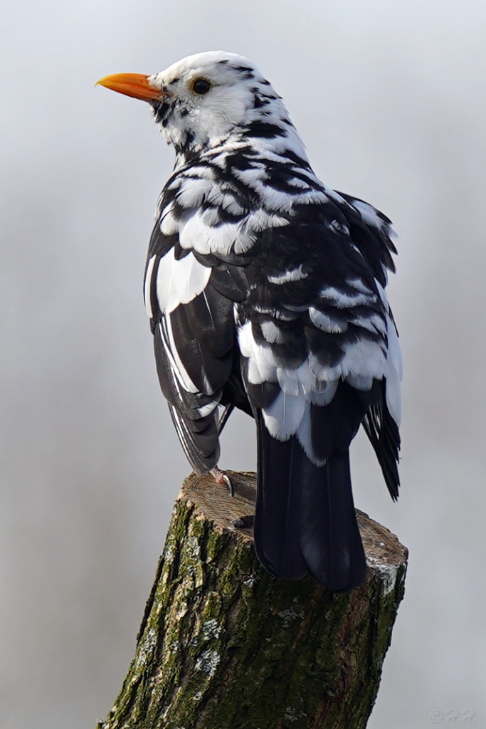 Wunderschön ... schwarz-weiße Amsel