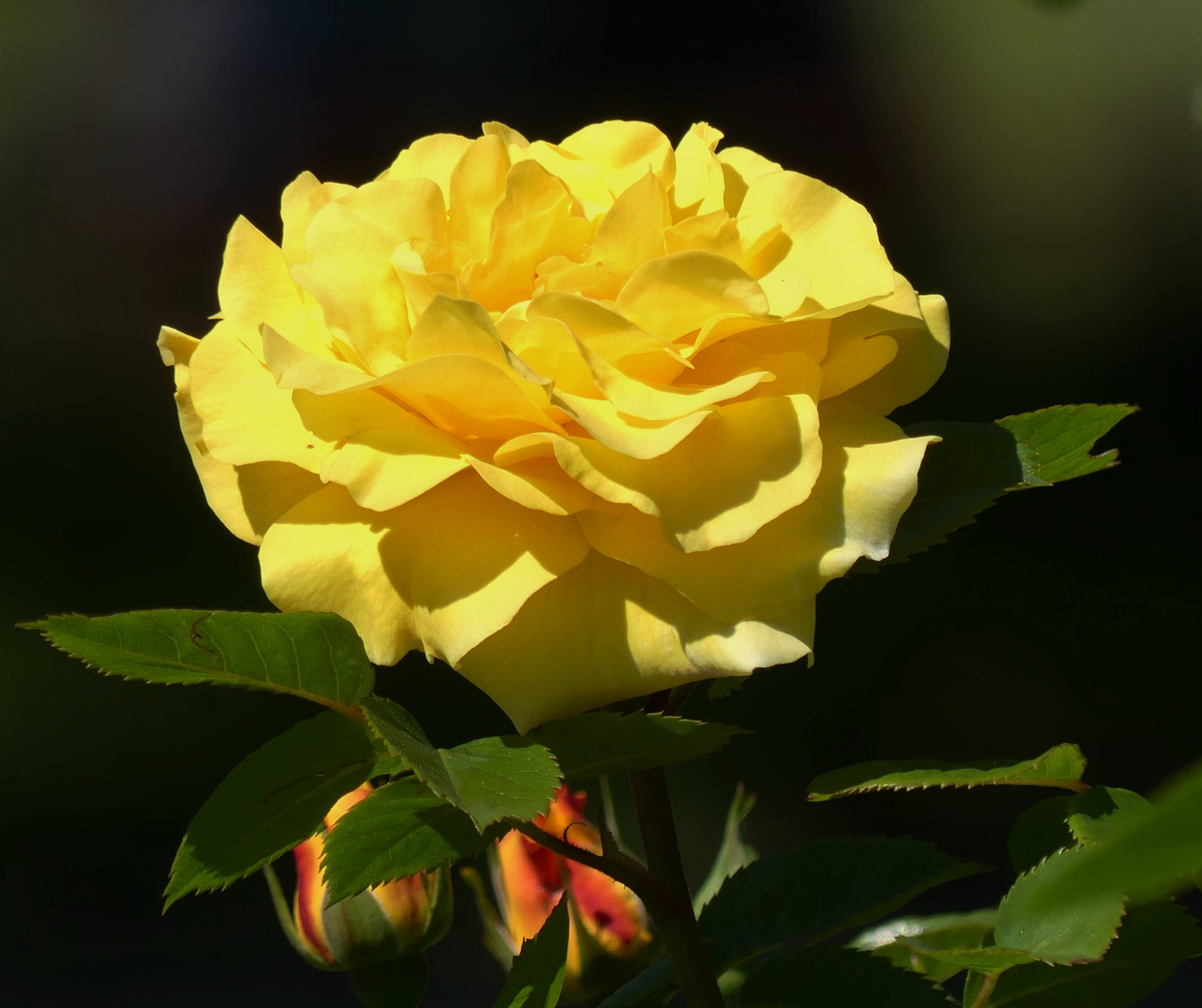 Wunderschön sind die frischen Blüten der Rosen