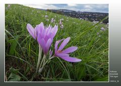 Wunderschön und sehr giftig!