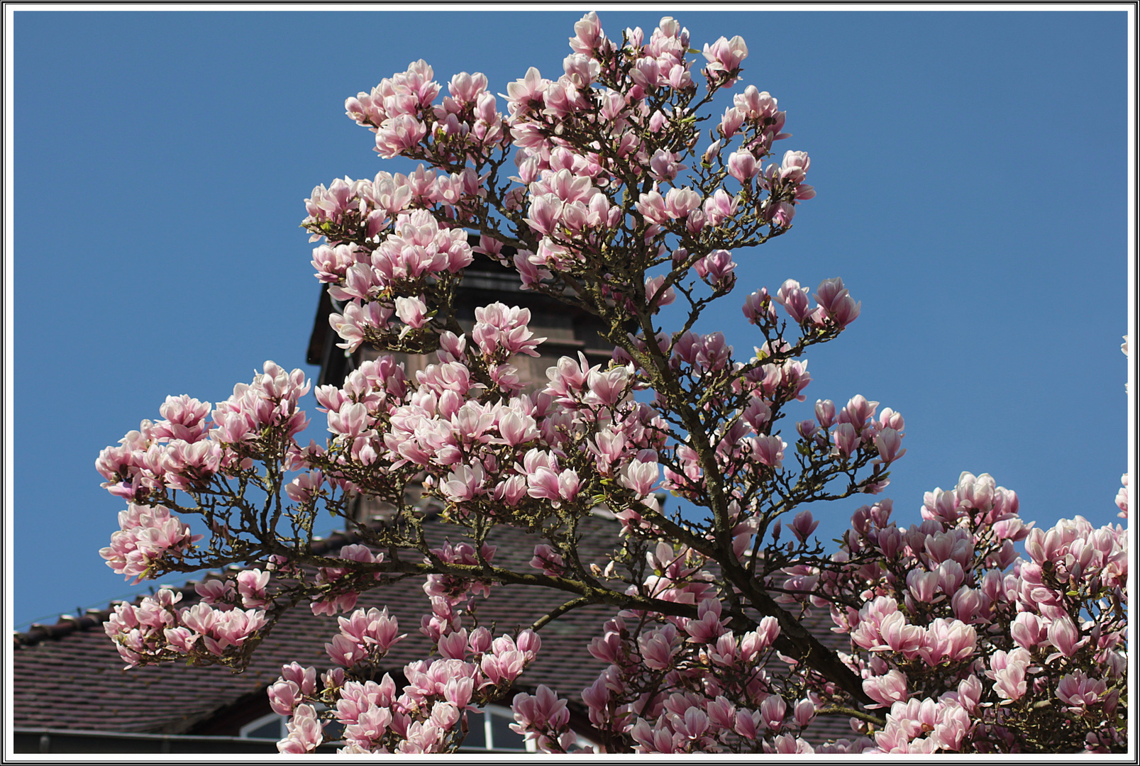 Wunderschön voll mit Magnolienblüten