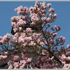 Wunderschön voll mit Magnolienblüten