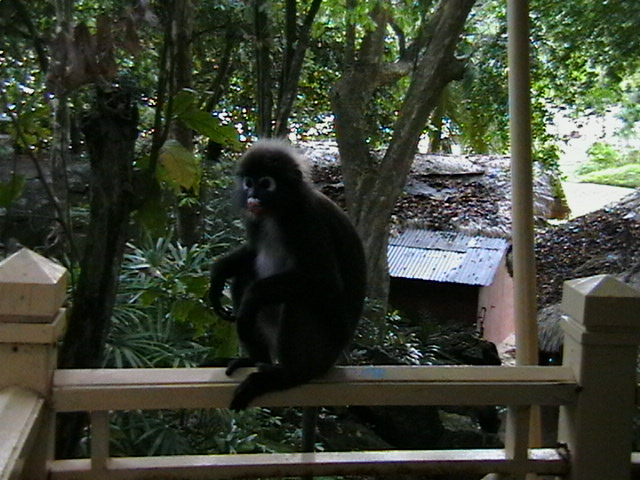 Wunderschöne Äffchen in Malaysia