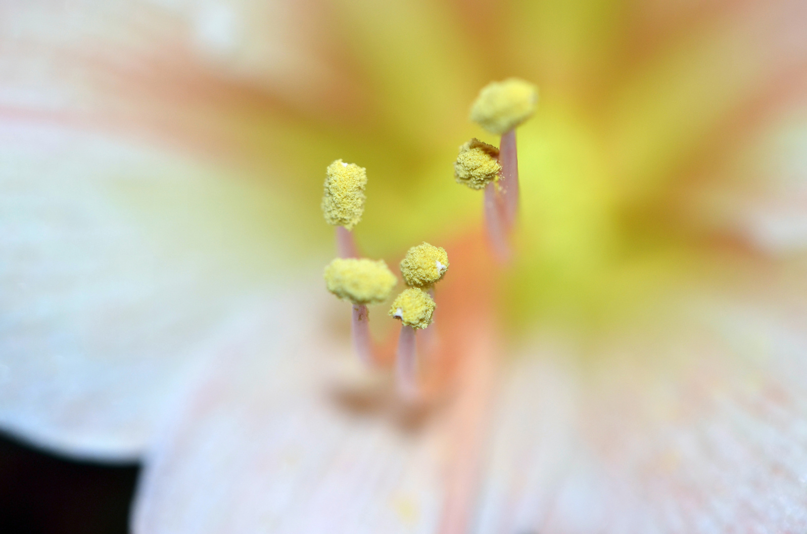 wunderschöne Amaryllis