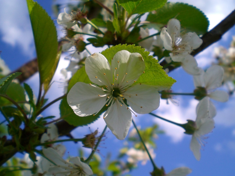 Wunderschöne Apfelblüte