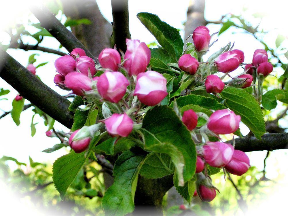 Wunderschöne Apfelblüten