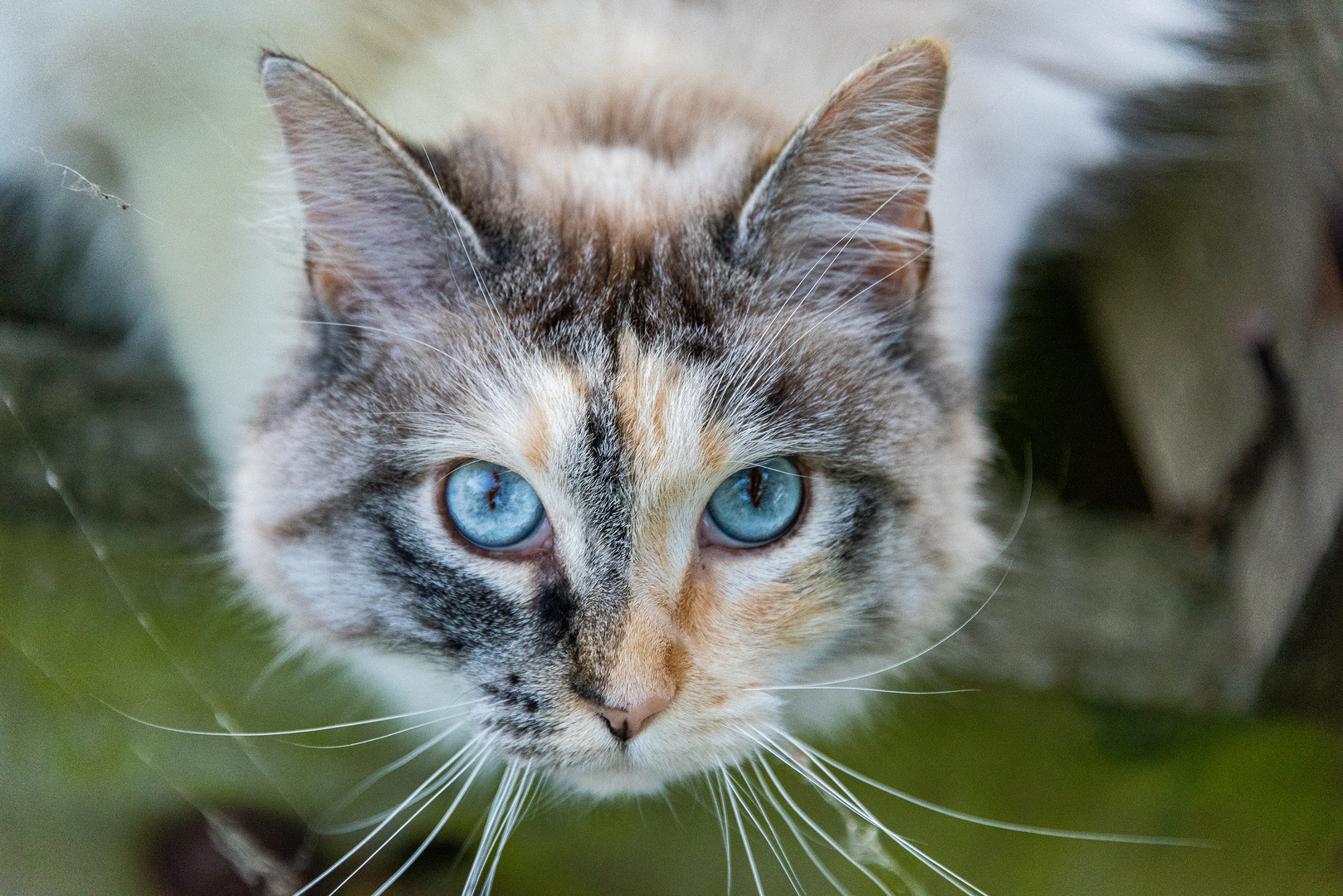 Wunderschöne Augen