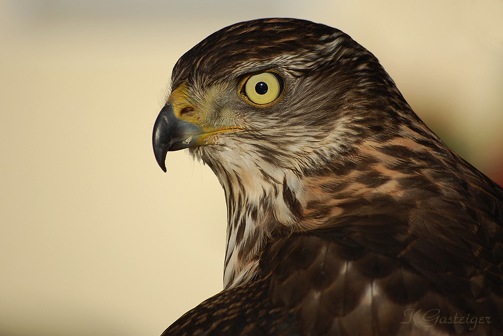 wunderschöne augen....