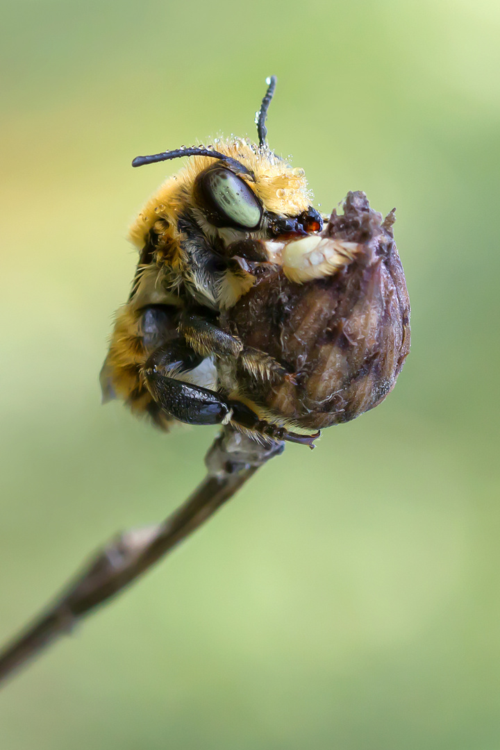 Wunderschöne Augen...