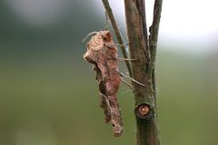 Wunderschöne Augen :O)