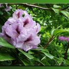 Wunderschöne Azaleen-Blüten