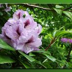 Wunderschöne Azaleen-Blüten