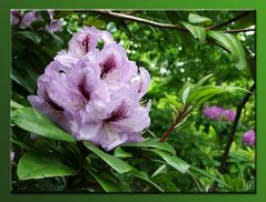 Wunderschöne Azaleen-Blüten