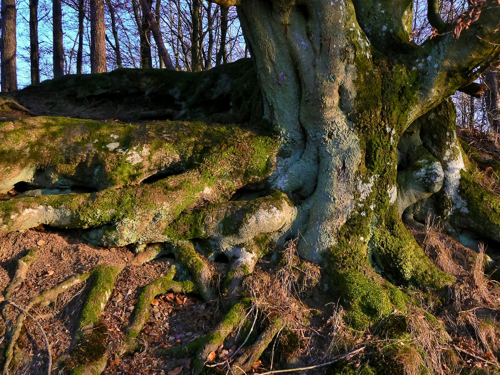 wunderschöne Baum-Wurzeln  Holzmaar_ - 