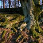 wunderschöne Baum-Wurzeln  Holzmaar_ - 