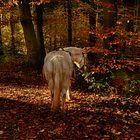 Wunderschöne Begegnung im Herbst