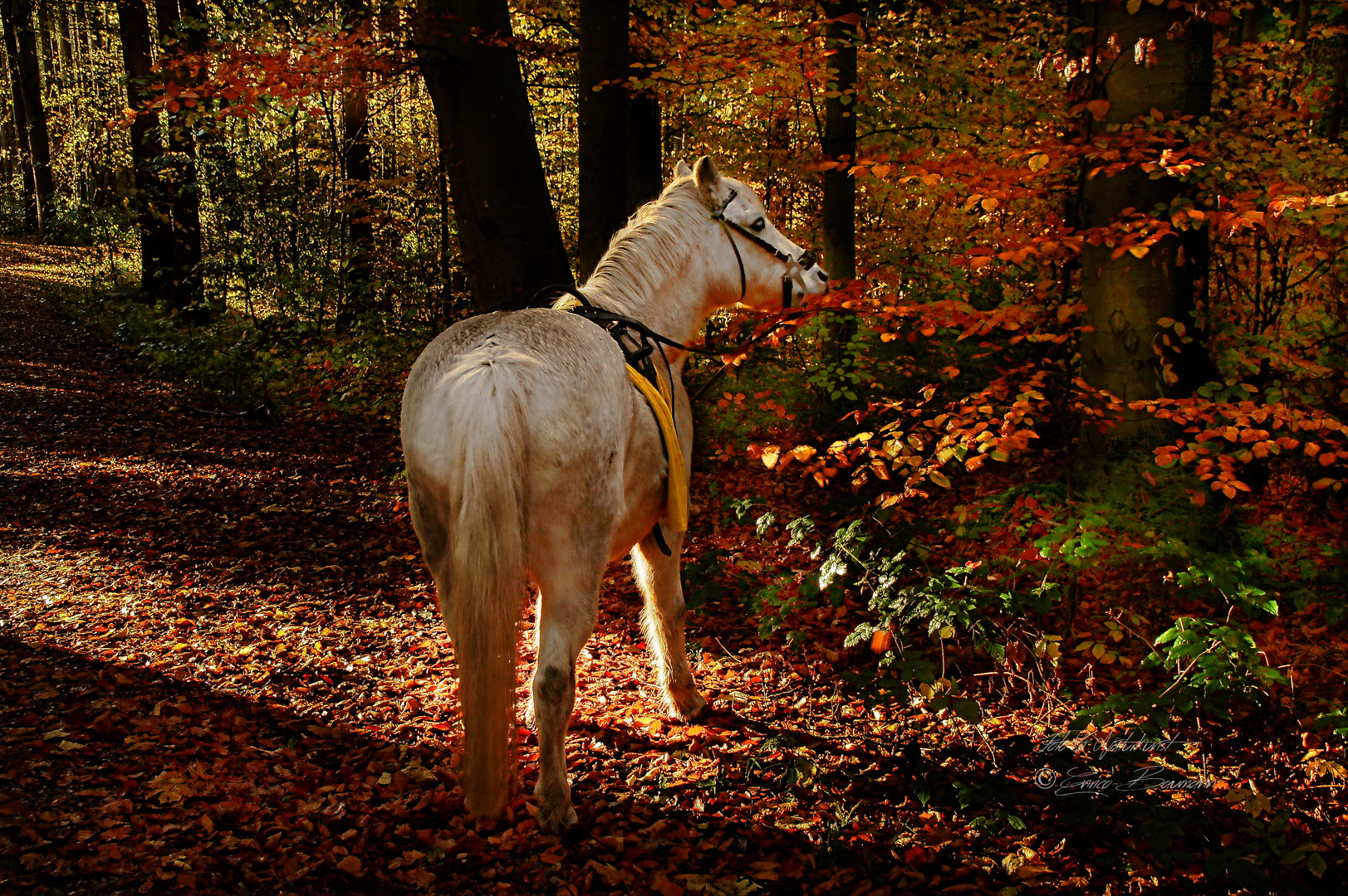 Wunderschöne Begegnung im Herbst