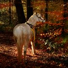 Wunderschöne Begegnung im Herbst