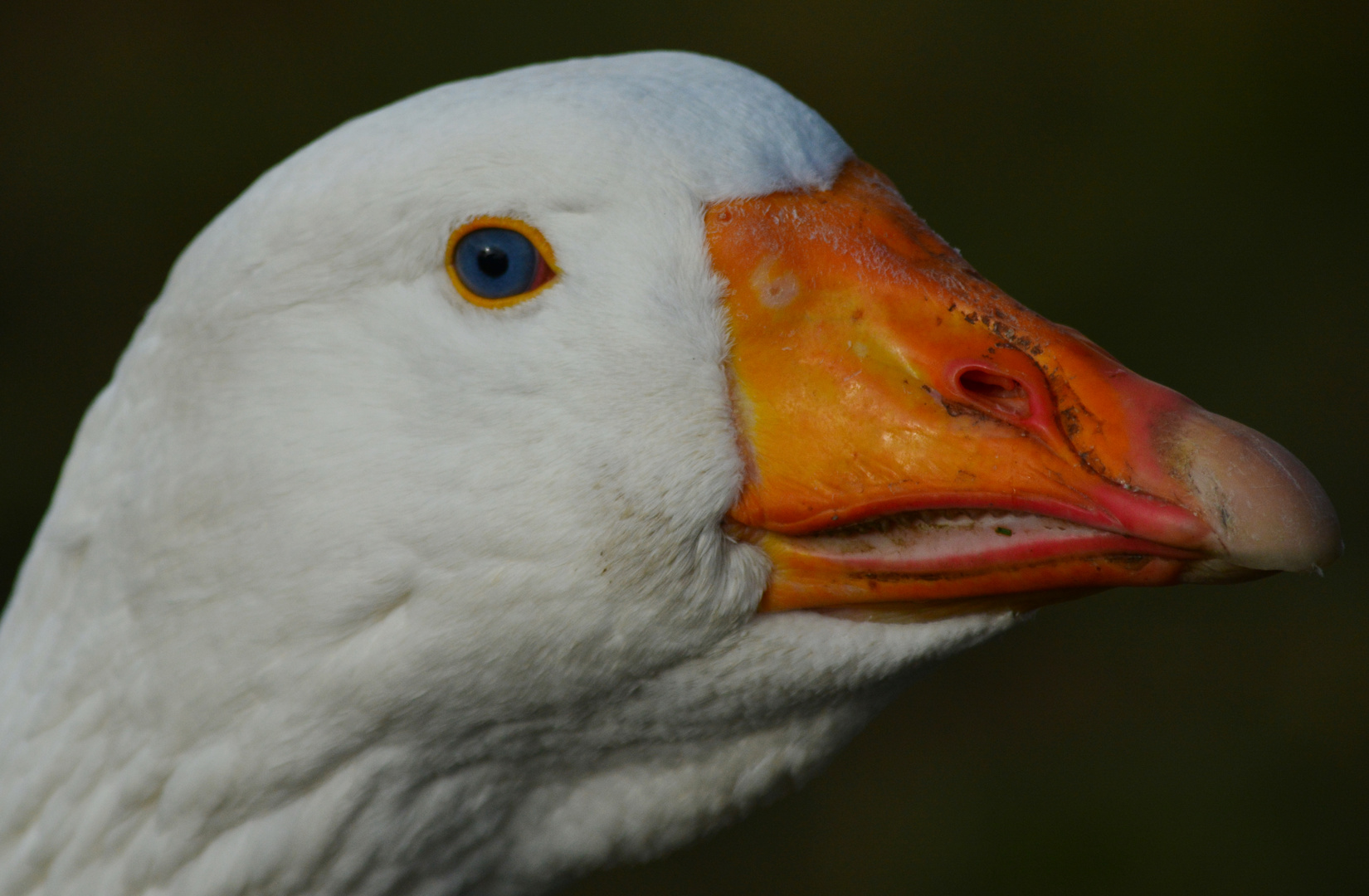 Wunderschöne blaue Augen