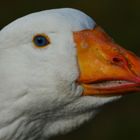 Wunderschöne blaue Augen