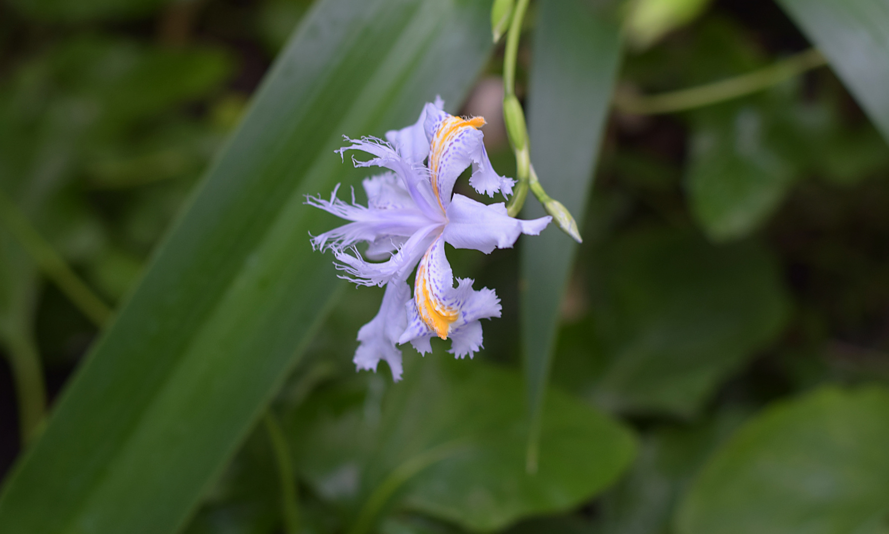 Wunderschöne Blüte