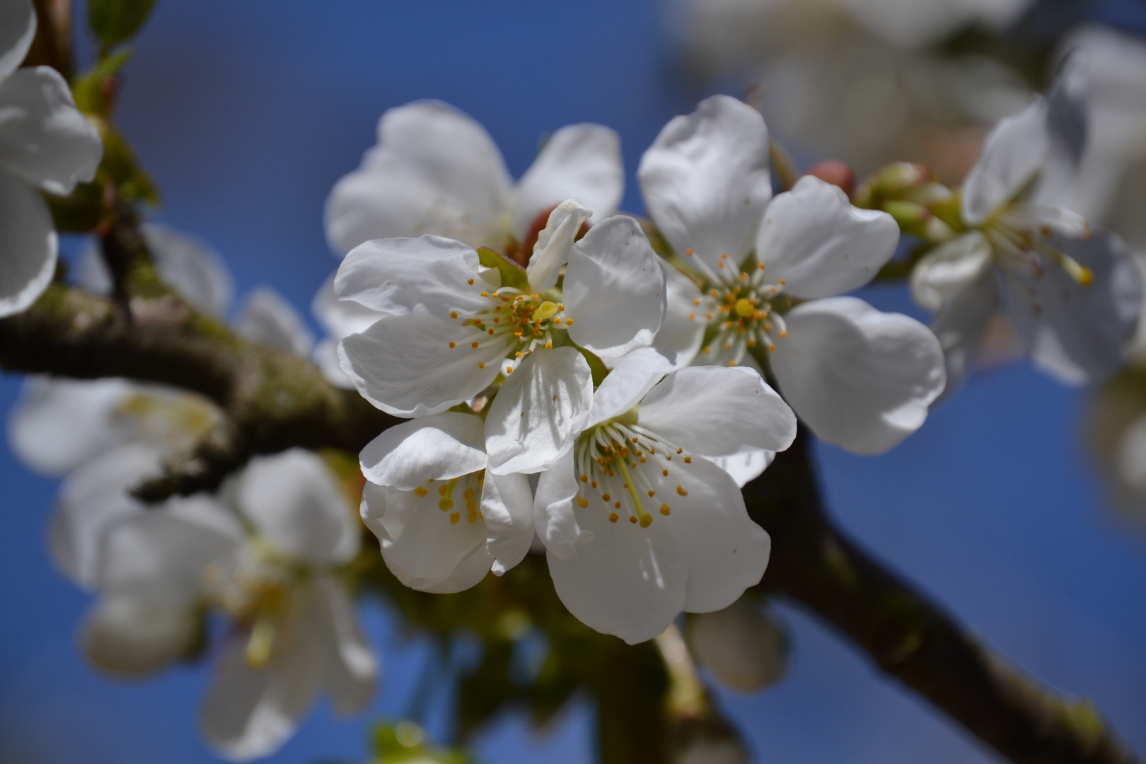 Wunderschöne Blüte