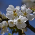 Wunderschöne Blüte