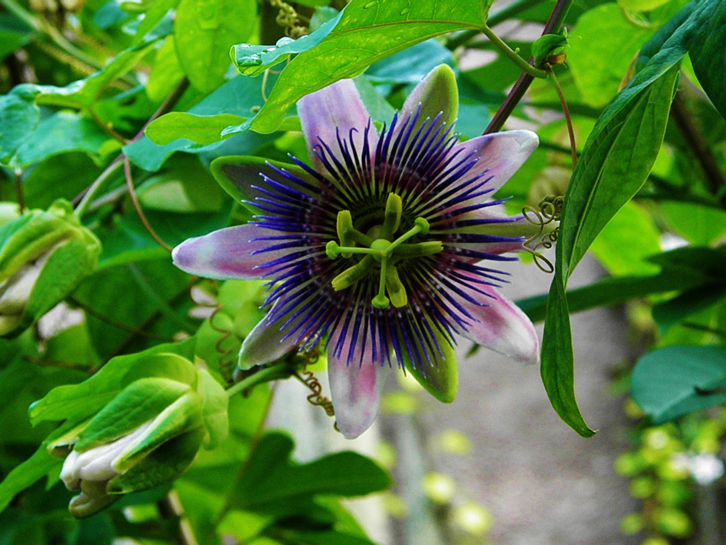 Wunderschöne Blüte