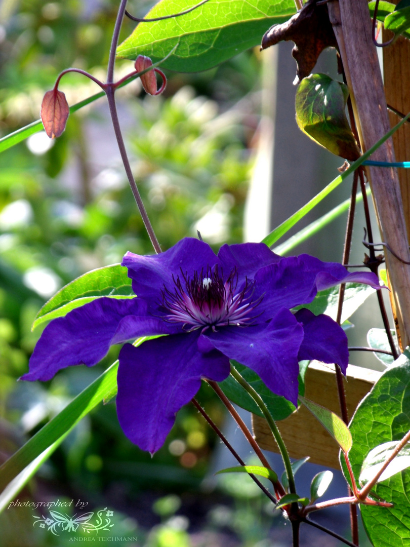 wunderschöne Blüte der Clematis