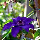 wunderschöne Blüte der Clematis