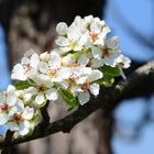 Wunderschöne Blüten