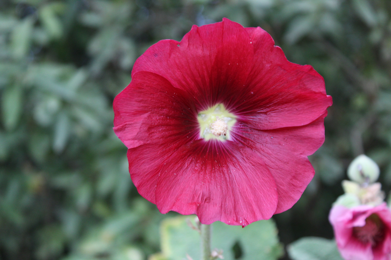 Wunderschöne Blüten 