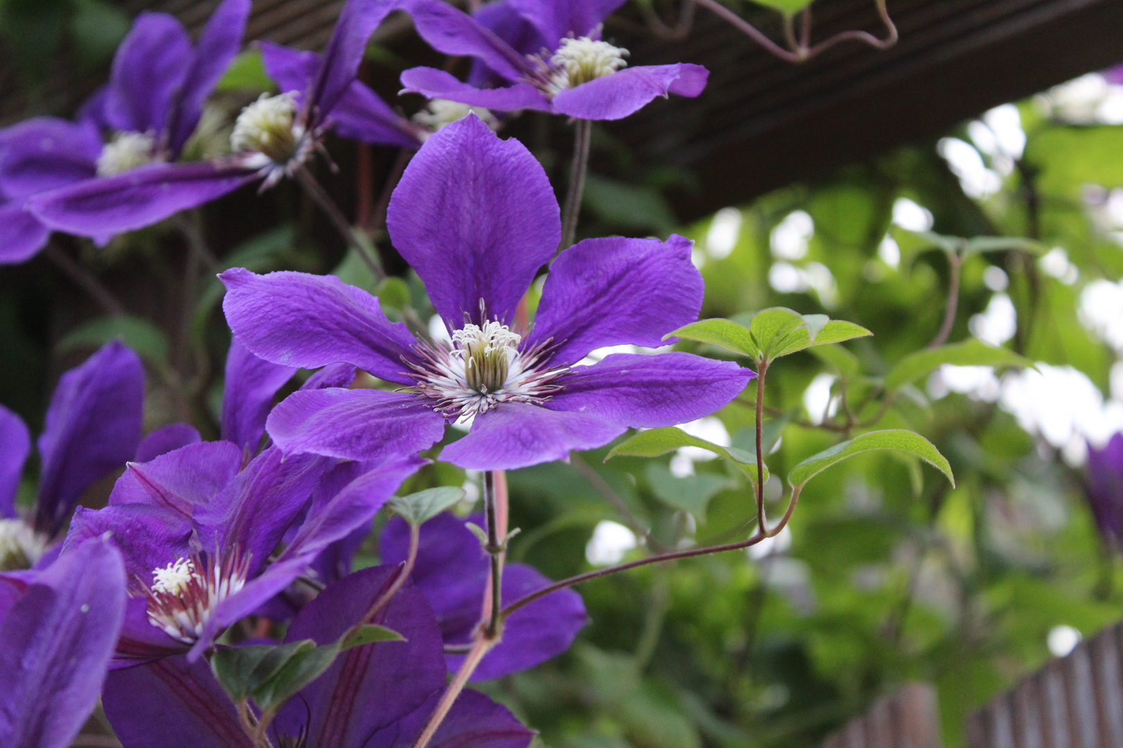 Wunderschöne Blüten 