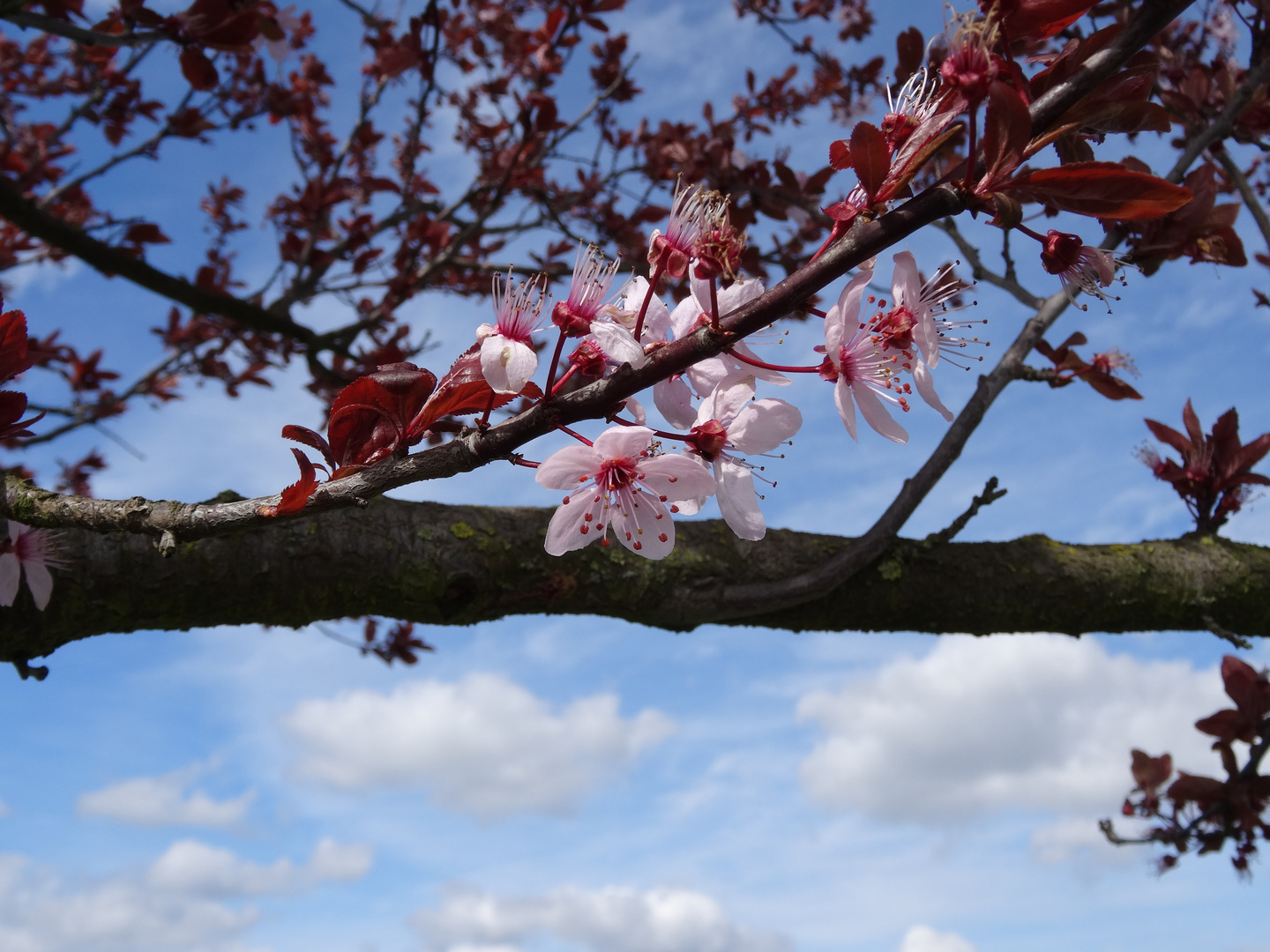 Wunderschöne Blüten