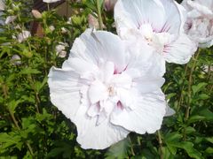 Wunderschöne Blüten beim Nachbarn