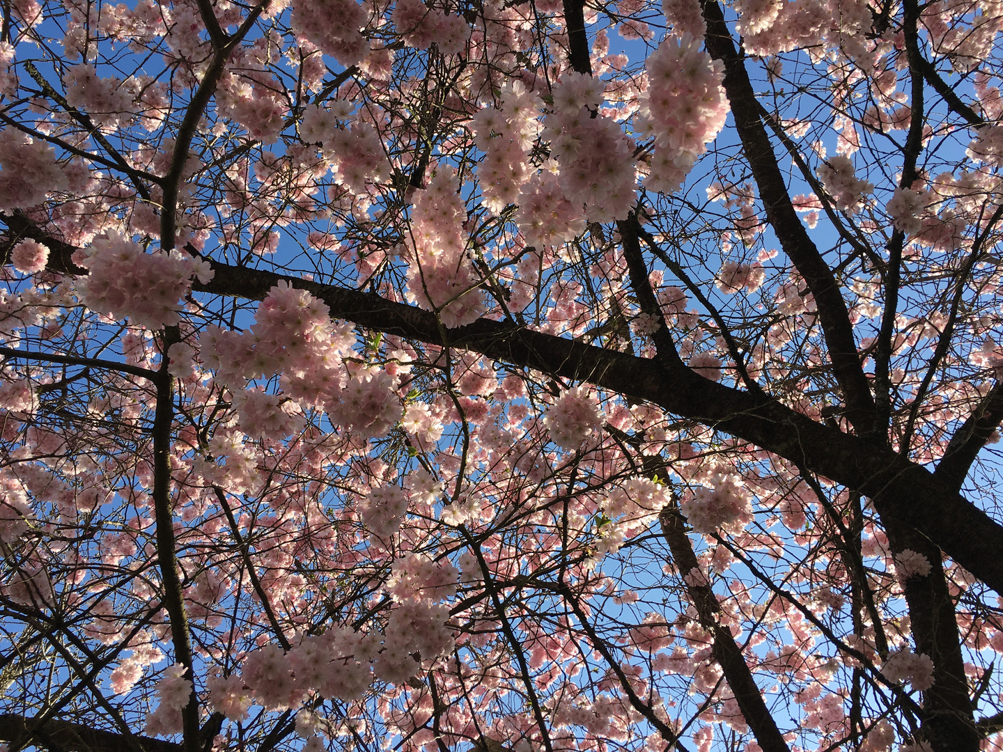 wunderschöne Blüten 