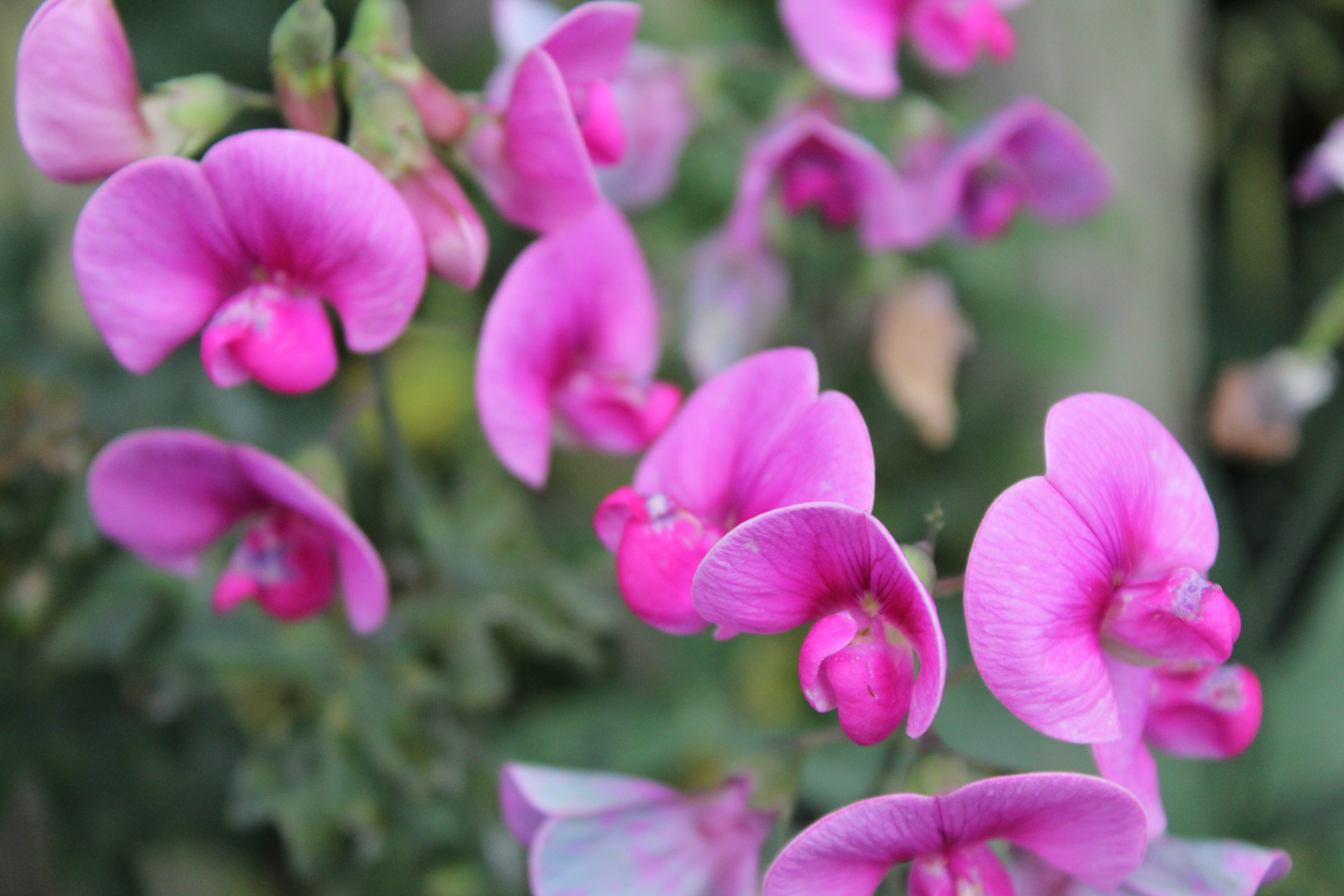 Wunderschöne Blüten 