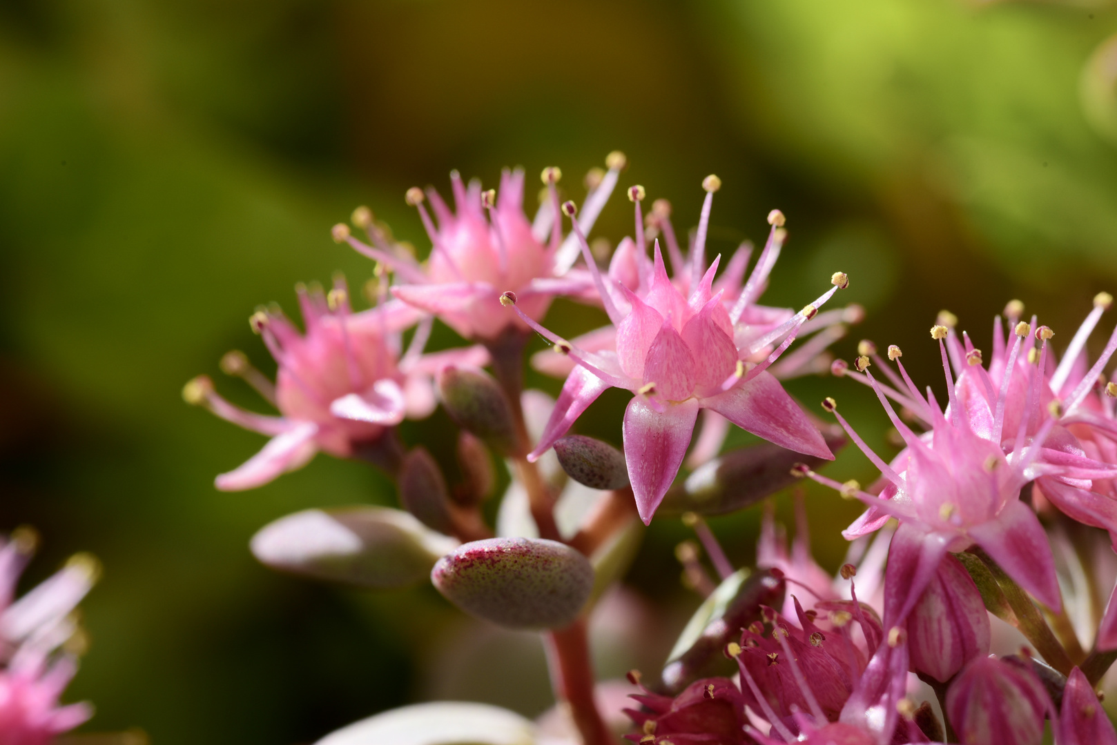 Wunderschöne Blüten, keine Ahnung welcher Pflanze