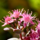 Wunderschöne Blüten, keine Ahnung welcher Pflanze