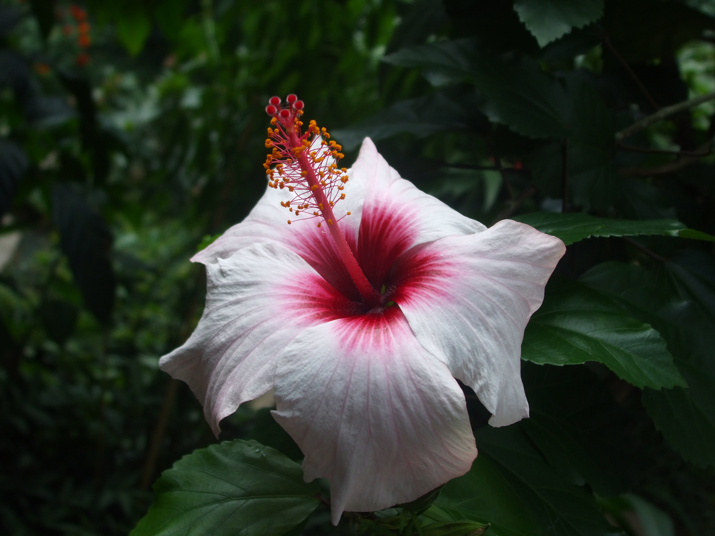 Wunderschöne Blume