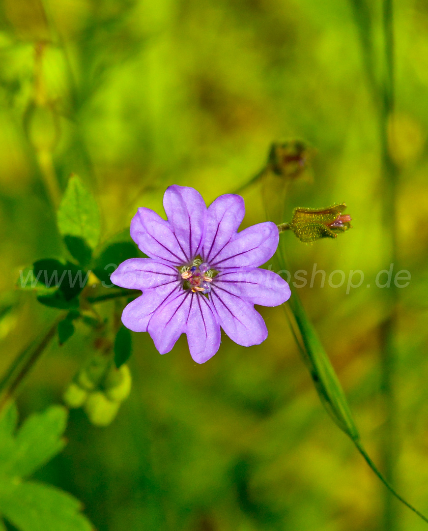 Wunderschöne Blume