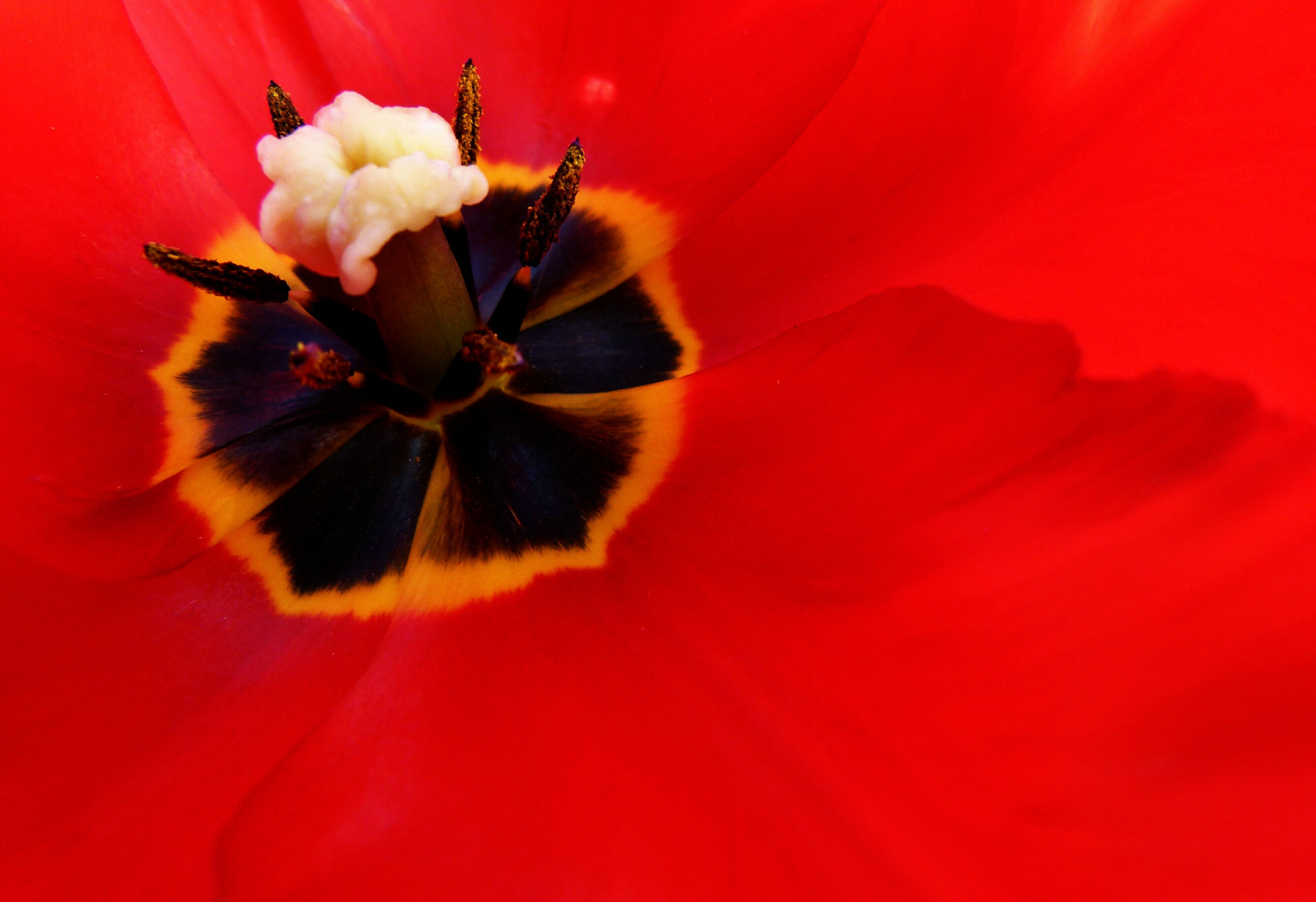 Wunderschöne Blume