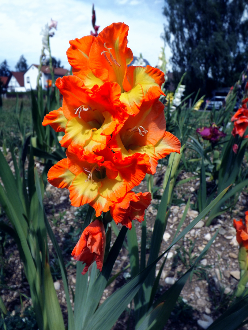 Wunderschöne Blume, mit farbenfrohen Blüten