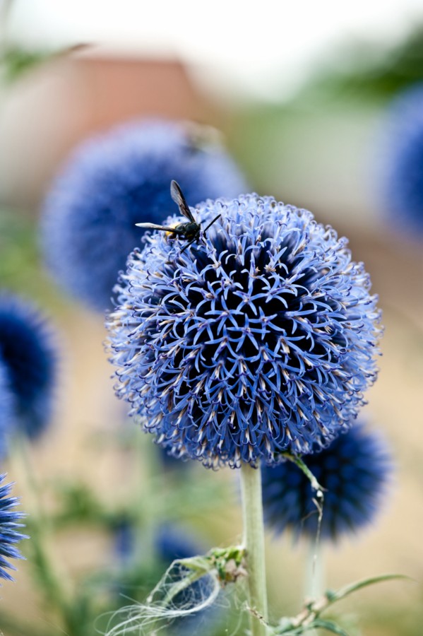 Wunderschöne Blumen