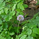 Wunderschöne Blumen