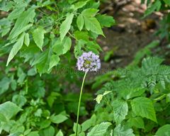 Wunderschöne Blumen