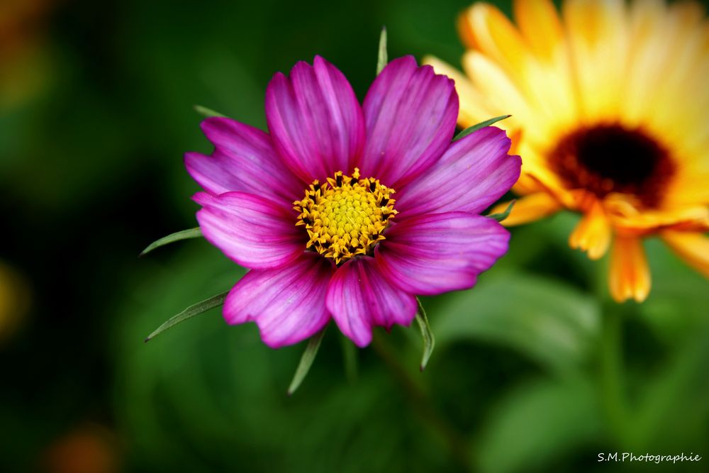 Wunderschöne Blumen am Wegesrand